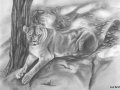 lioness_pencil.jpg